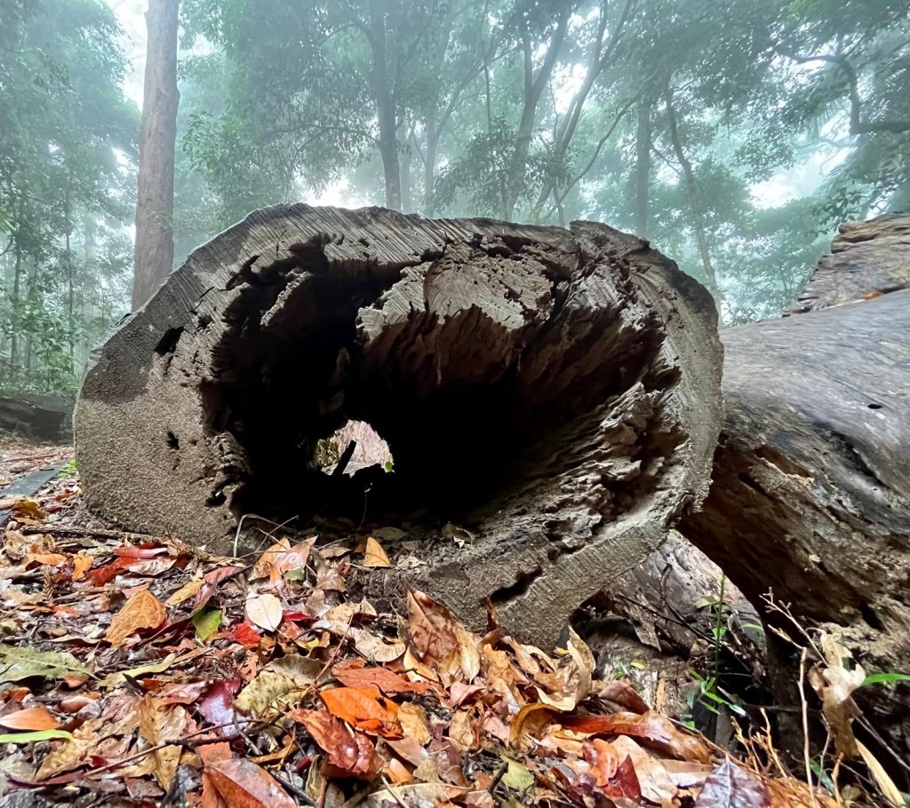 once were wild travel